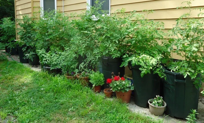 Tomato plants growing in garbage cans beside the house to show the Tomato Plant Seed growth