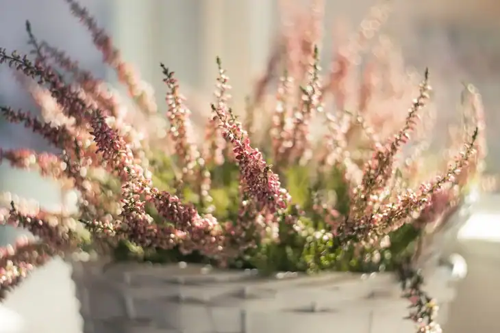 Pick up evergreens to keep your garden looking fresh!