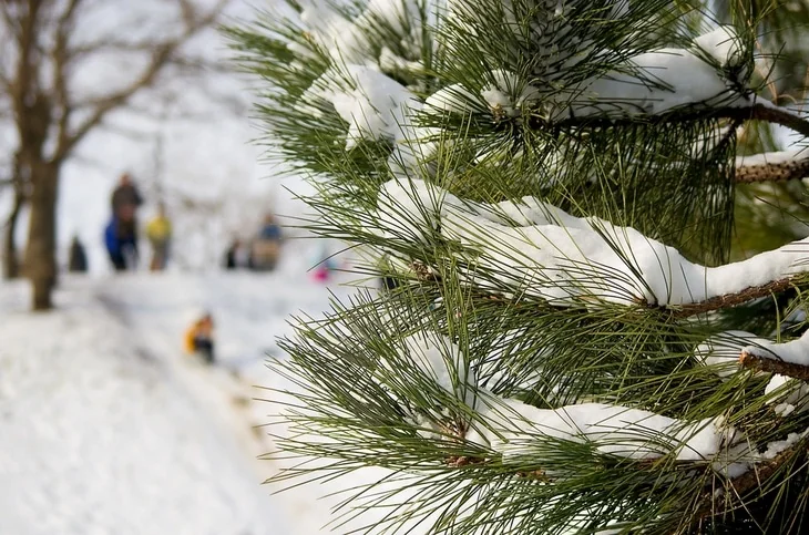 Pine trees have needle-like leaves that can survive harsh weather