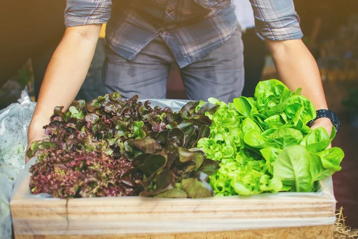 Plant more and get more harvest through hydroponics