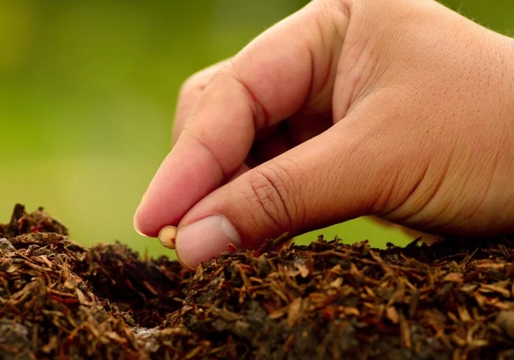 Plant the seeds on the layer below the wood chips.