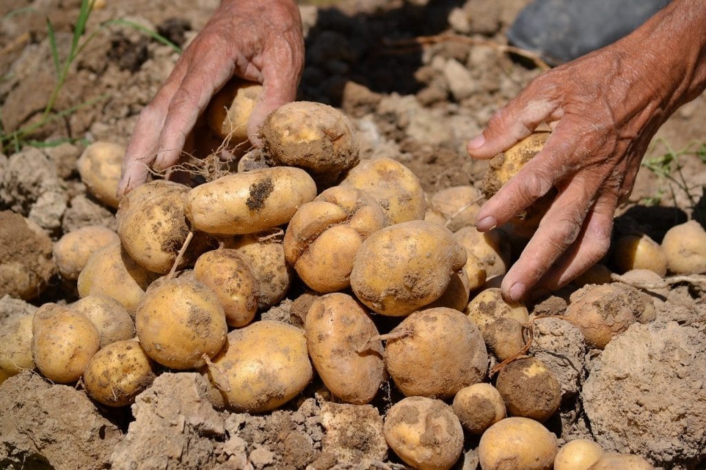 harvesting potatoes