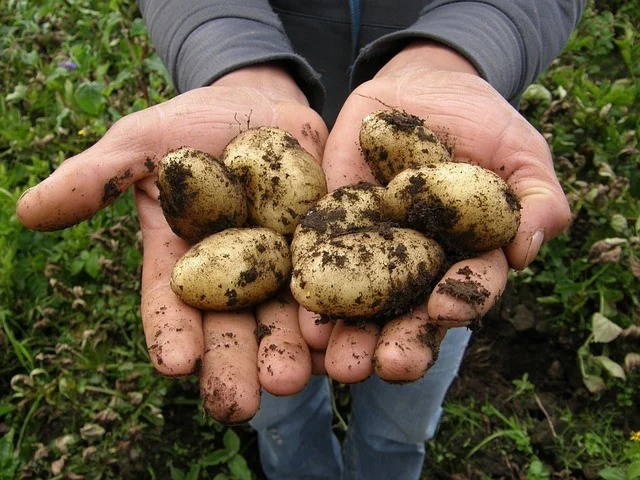 harvested potatoes