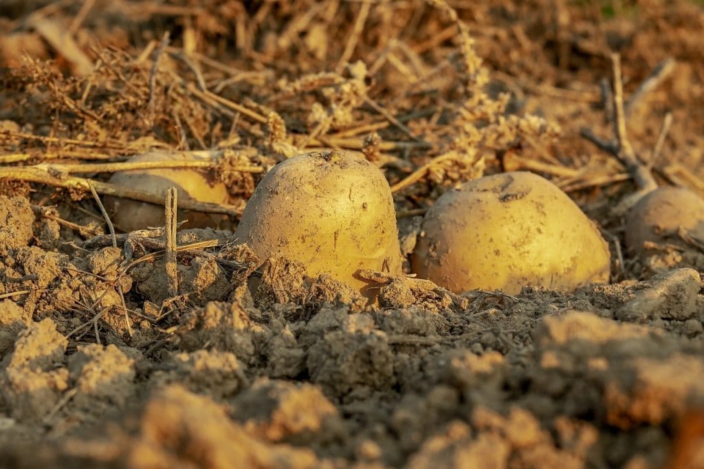 growing potatoes