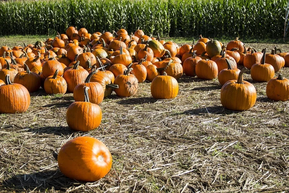 how to grow pumpkins- bunch of pumpkins