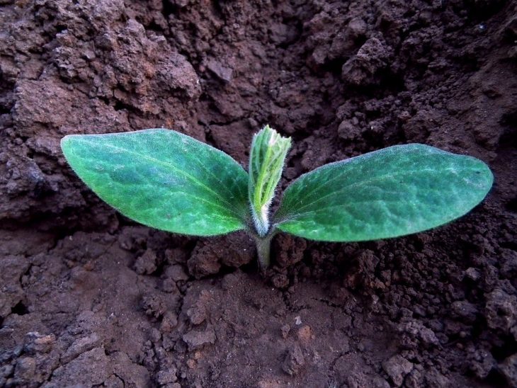 how to grow pumpkins - pumpkin planting