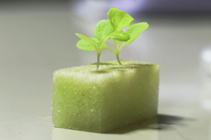 Putting more than one seed in your grow cube gives a bigger chance of seeing sprouted seeds in one grow cube.