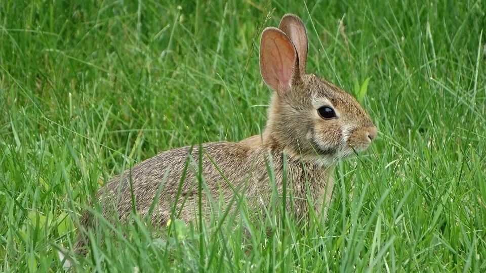 how to grow lettuce - rabbit in a greengrass