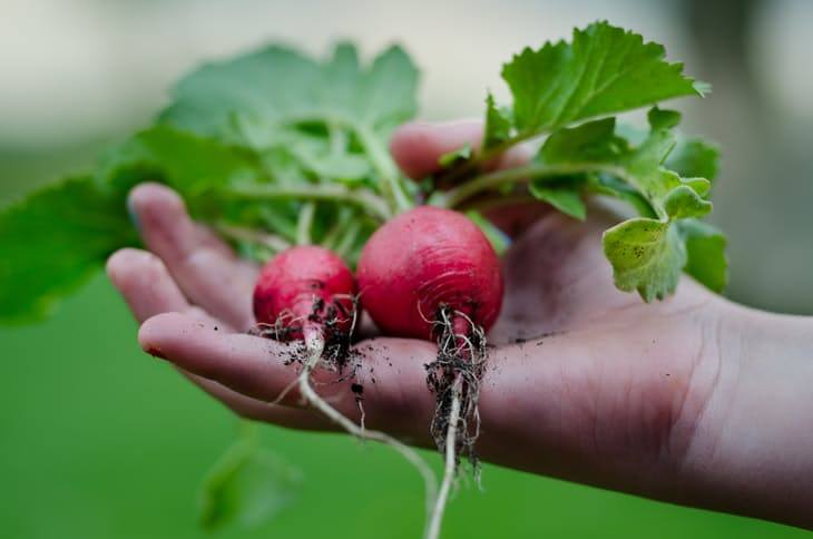 Radishes just pulled out from dry soil