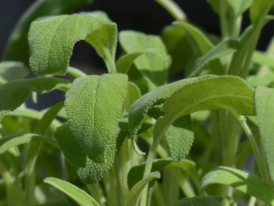 sage plant - sage leaves