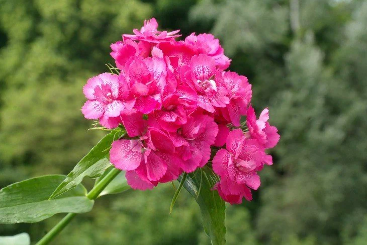 Red Dianthus