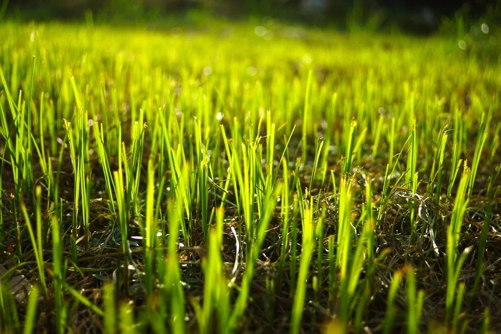 Regeneration of grass in the garden