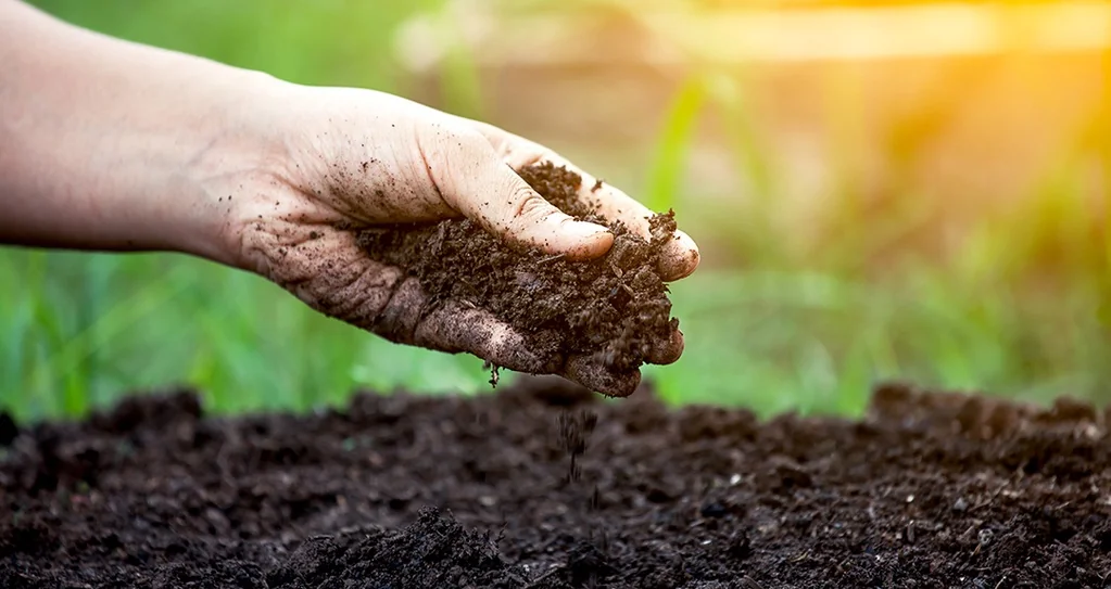 Remineralizing Soil Is Important