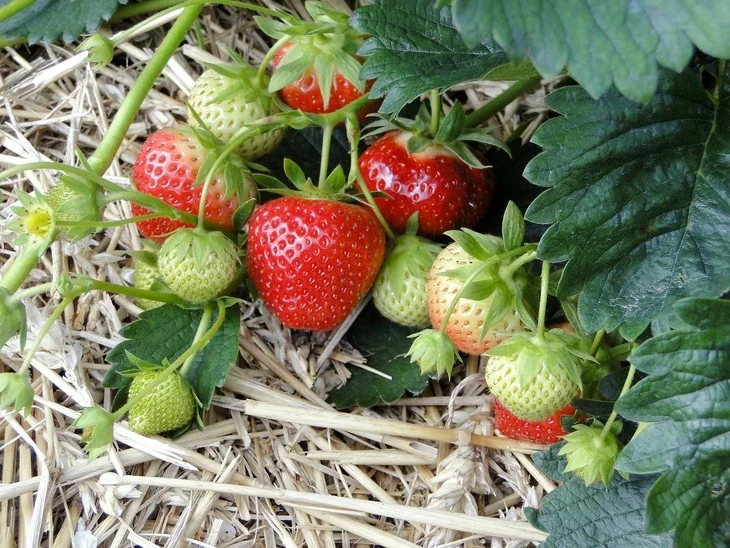 Ripe and unripe strawberries