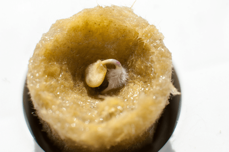 Rockwool is found to be an excellent medium for growing seeds because of its moisture-retentive property that allows a healthier seed growth.