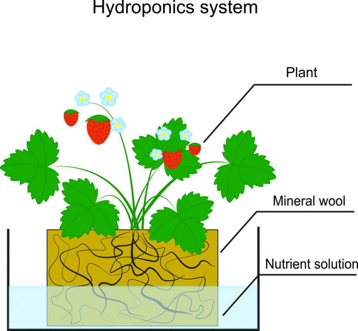 Rockwool is the most preferred mineral wool in hydroponics seed starting method.