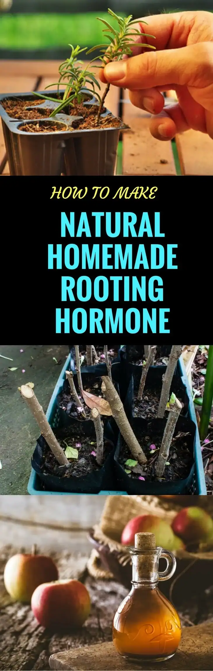 Root growth hormones pin it