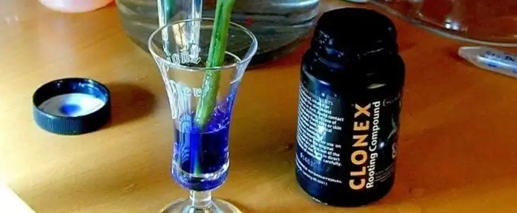 Rooting gels such as Clonex makes a convenient and quick rooting process