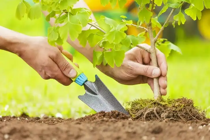 Roots can help you determine if a plant is vascular or nonvascular
