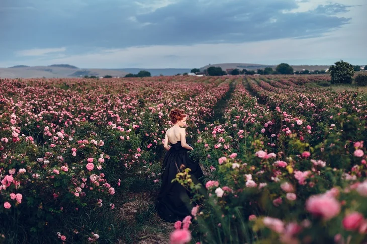 Roses growing in the flower farm