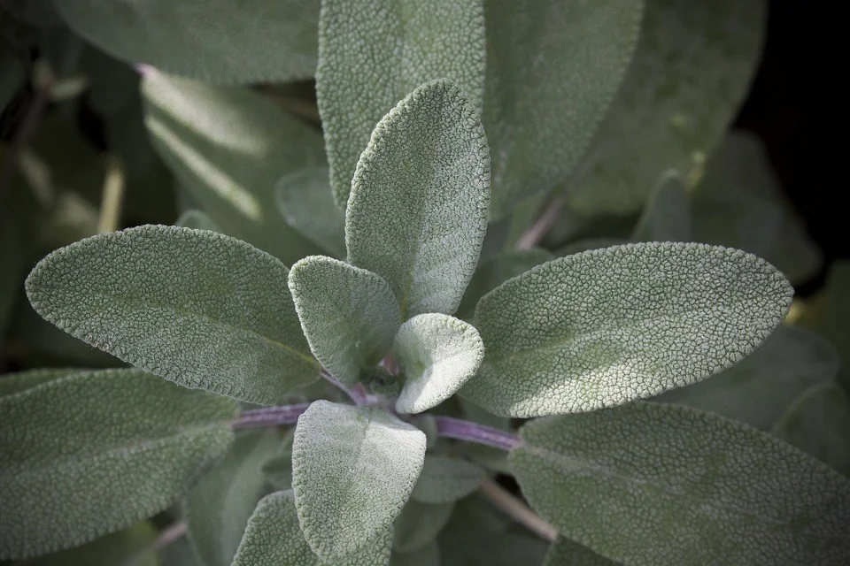sage plant - Harvesting Sage