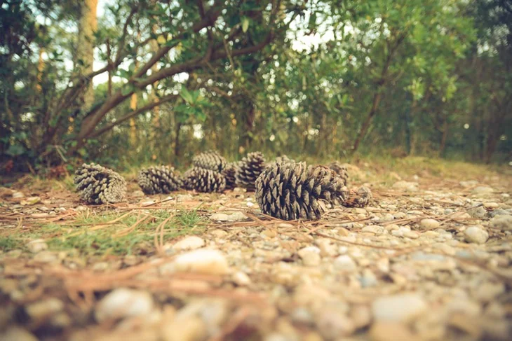 Scattered pine cones and pine needles