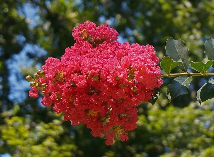 Showy, yet tender crepe myrtles are displaying huge clusters of blooms