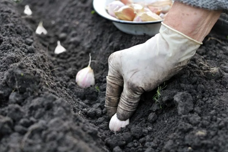 how-many-cloves-in-a-head-of-garlic-5