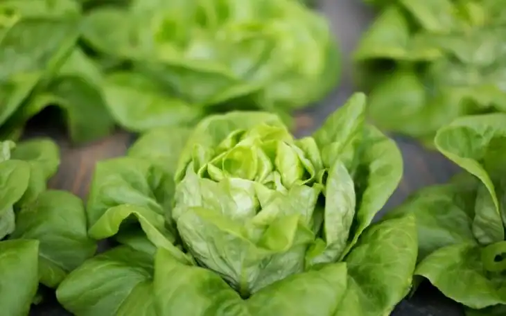 how-to-harvest-buttercrunch-lettuce
