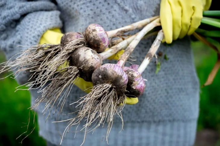 how-many-cloves-in-a-head-of-garlic-6