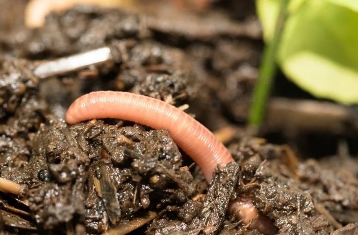 how-to-use-worm-castings