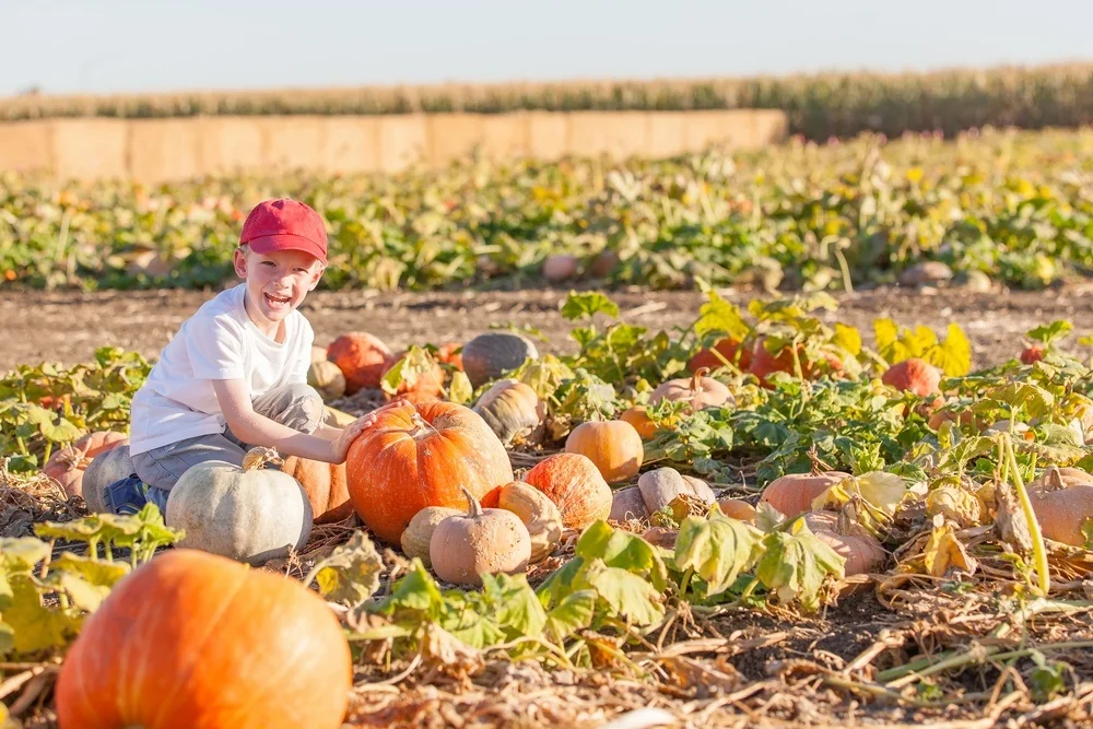 what-animals-eat-pumpkins