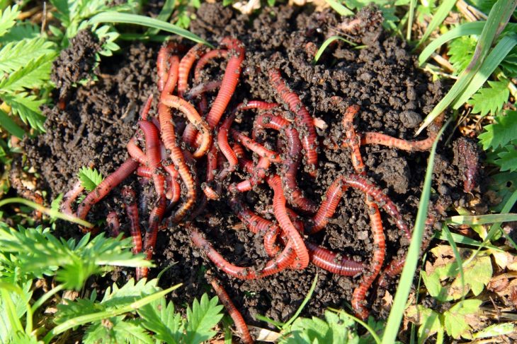 how-to-use-worm-castings
