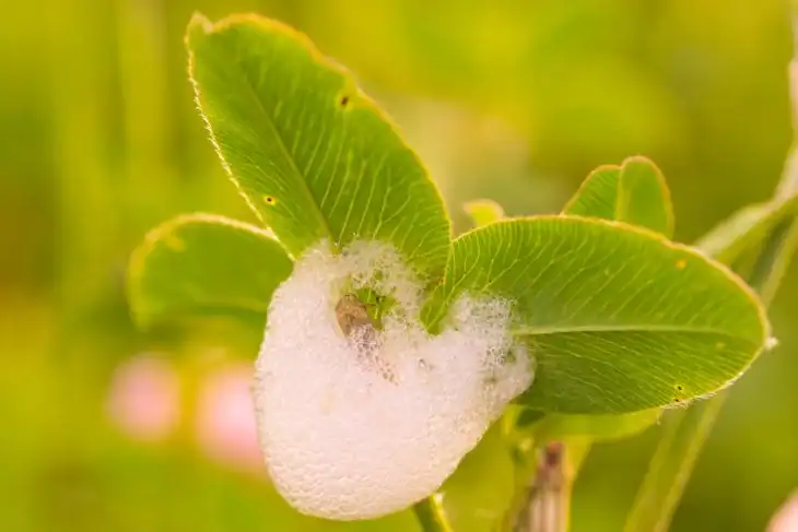 how-to-get-rid-of-spittlebugs