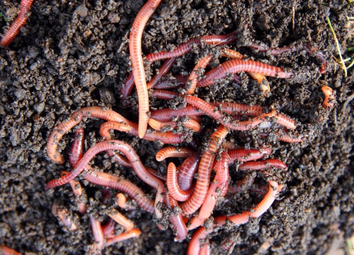 how-to-use-worm-castings