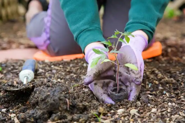 how-far-to-space-tomato-plants