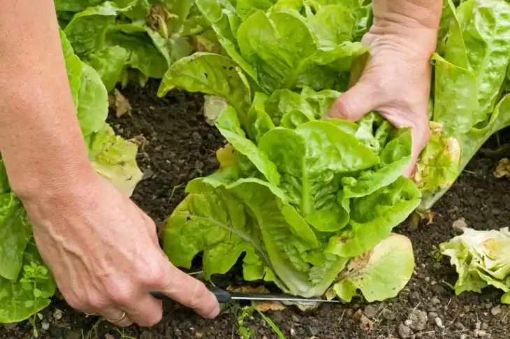 how-to-harvest-buttercrunch-lettuce