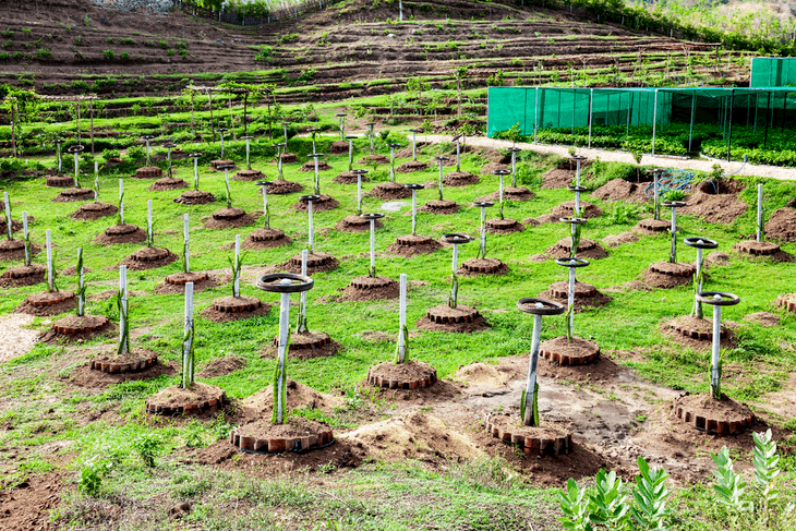 Since dragon fruits are climbing plants, supports should be erected while they’re still young