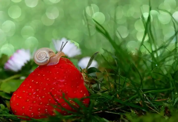 what-is-eating-my-strawberries-3