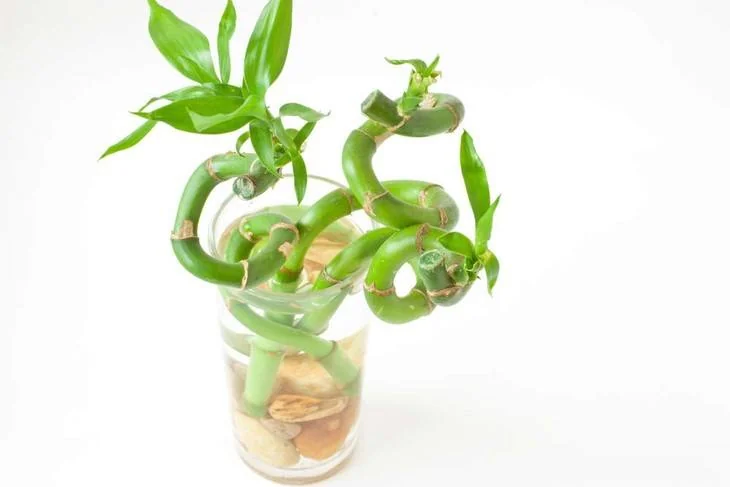Some species of bamboo plant grow better and faster in water