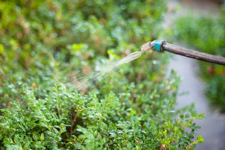 Spraying herbicide is a practice most farmers use