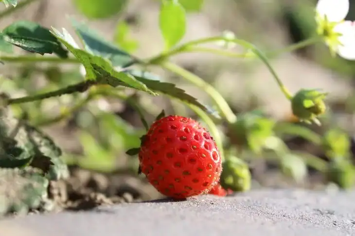 what-is-eating-my-strawberries-10