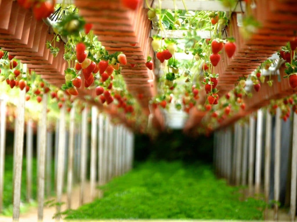 strawberry farm