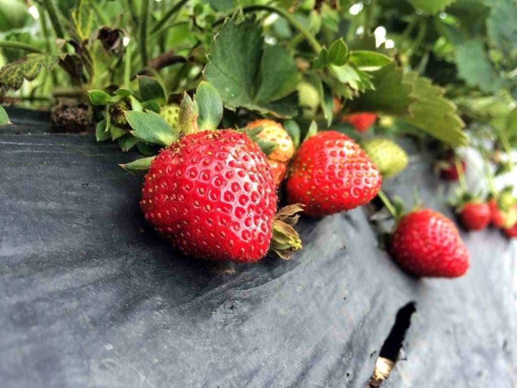 strawberries