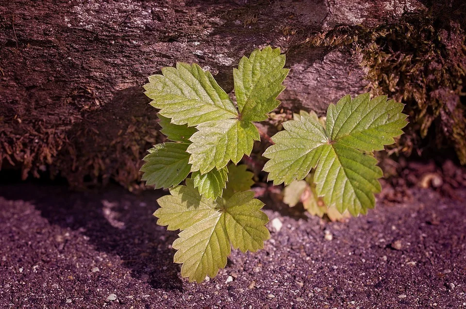 strawberry plants - strawberry plant in garden