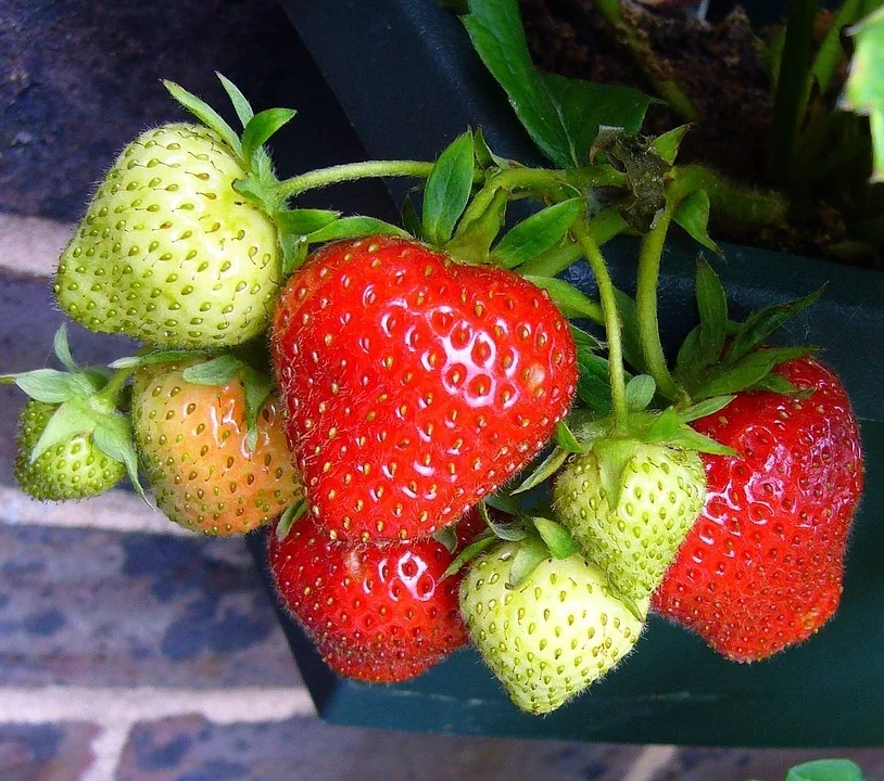 strawberry plants - strawberry delicious