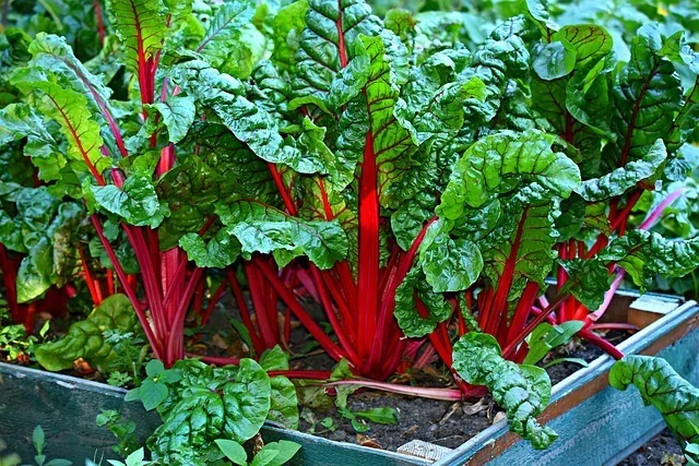 swiss chard on a square foot garden plot