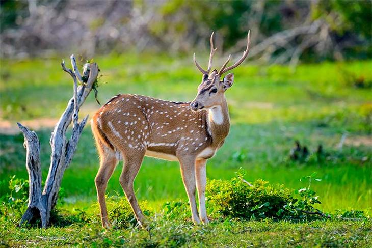 The deer can consume an entire field of hostas