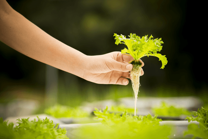 The growth of plant roots in your seedlings is a sign that it is ready to be transplanted.