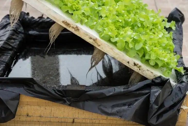 The Kratky method is a simple and easy way of doing hydroponics